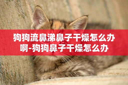 狗狗流鼻涕鼻子干燥怎么辦啊-狗狗鼻子干燥怎么辦