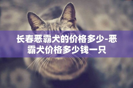 長春惡霸犬的價格多少-惡霸犬價格多少錢一只
