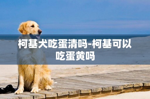 柯基犬吃蛋清嗎-柯基可以吃蛋黃嗎