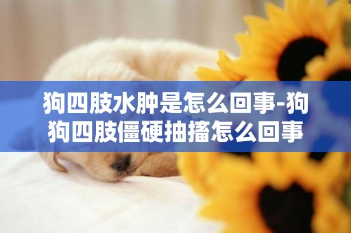狗四肢水腫是怎么回事-狗狗四肢僵硬抽搐怎么回事