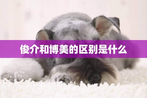 俊介和博美的區別是什么