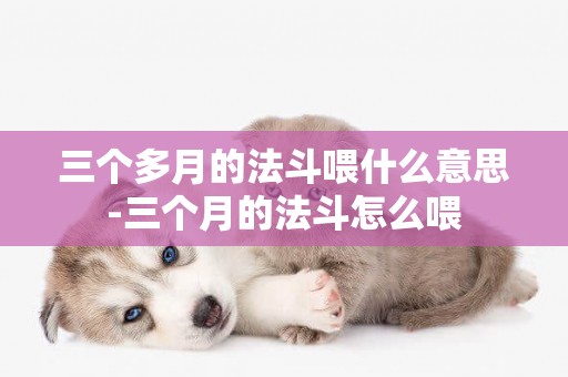 三個多月的法斗喂什么意思-三個月的法斗怎么喂