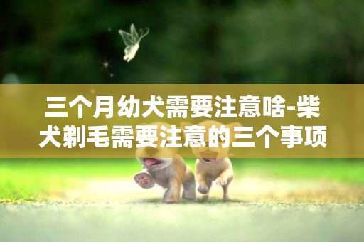 三個月幼犬需要注意啥-柴犬剃毛需要注意的三個事項