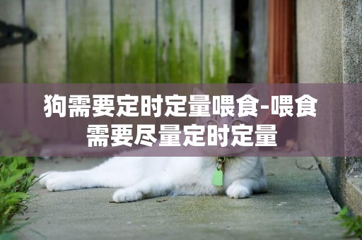 狗需要定時定量喂食-喂食需要盡量定時定量