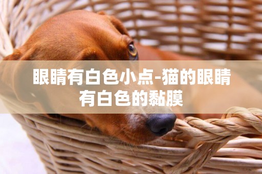 眼睛有白色小點-貓的眼睛有白色的黏膜