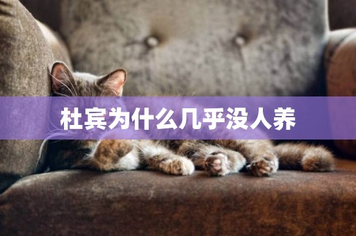 杜賓為什么幾乎沒人養