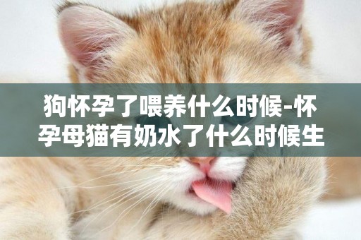 狗懷孕了喂養什么時候-懷孕母貓有奶水了什么時候生