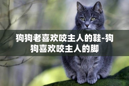 狗狗老喜歡咬主人的鞋-狗狗喜歡咬主人的腳