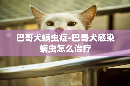 巴哥犬螨蟲癥-巴哥犬感染螨蟲怎么治療