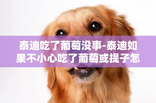 泰迪吃了葡萄沒事-泰迪如果不小心吃了葡萄或提子怎么辦