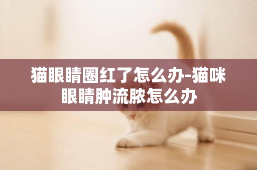 貓眼睛圈紅了怎么辦-貓咪眼睛腫流膿怎么辦