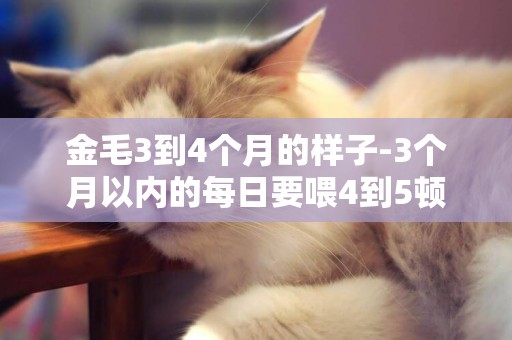 金毛3到4個月的樣子-3個月以內的每日要喂4到5頓