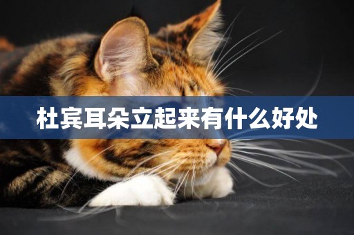 杜賓耳朵立起來有什么好處