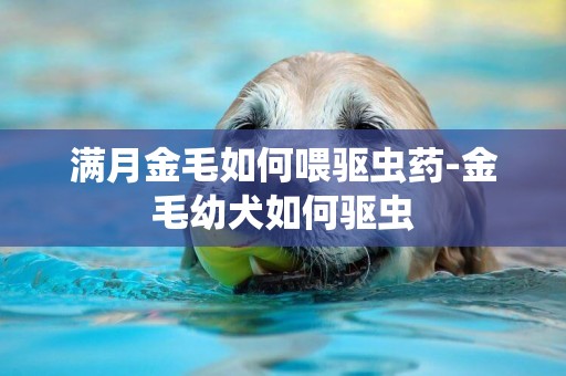 滿月金毛如何喂驅蟲藥-金毛幼犬如何驅蟲