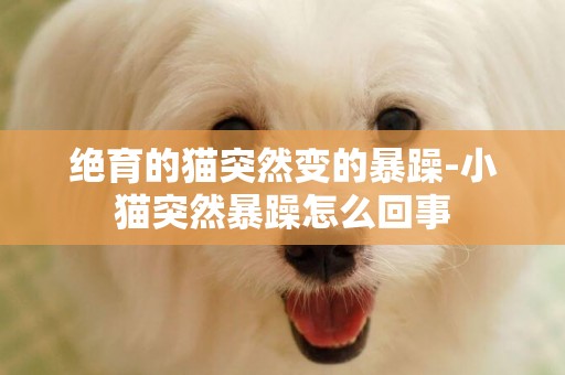 絕育的貓突然變的暴躁-小貓突然暴躁怎么回事
