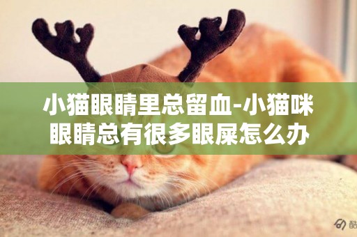 小貓眼睛里總留血-小貓咪眼睛總有很多眼屎怎么辦