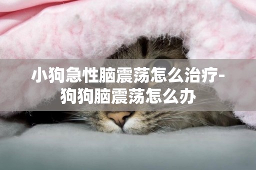小狗急性腦震蕩怎么治療-狗狗腦震蕩怎么辦