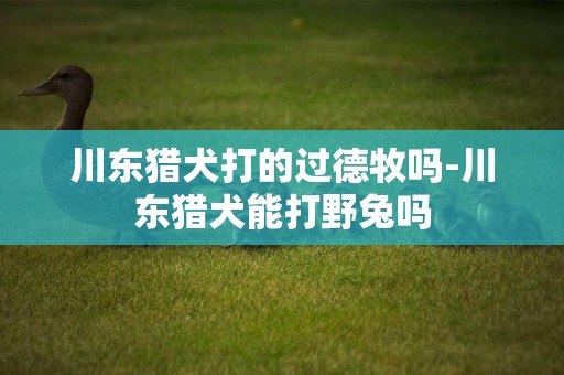 川東獵犬打的過德牧嗎-川東獵犬能打野兔嗎