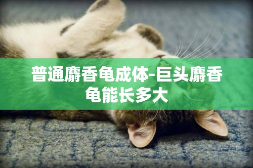 普通麝香龜成體-巨頭麝香龜能長多大
