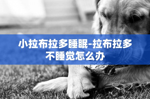 小拉布拉多睡眠-拉布拉多不睡覺怎么辦