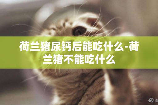 荷蘭豬尿鈣后能吃什么-荷蘭豬不能吃什么