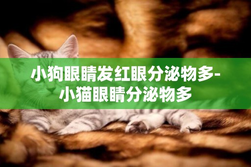 小狗眼睛發紅眼分泌物多-小貓眼睛分泌物多