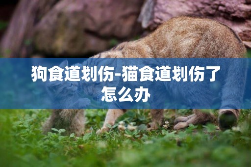 狗食道劃傷-貓食道劃傷了怎么辦