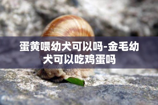 蛋黃喂幼犬可以嗎-金毛幼犬可以吃雞蛋嗎