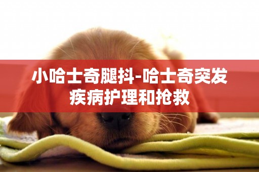 小哈士奇腿抖-哈士奇突發疾病護理和搶救