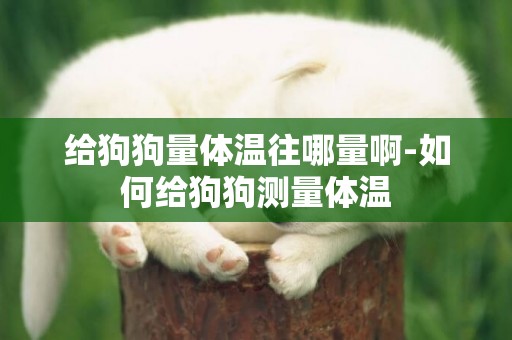 給狗狗量體溫往哪量啊-如何給狗狗測量體溫
