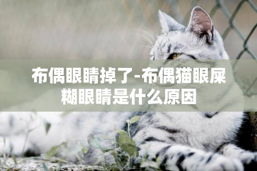 布偶眼睛掉了-布偶貓眼屎糊眼睛是什么原因
