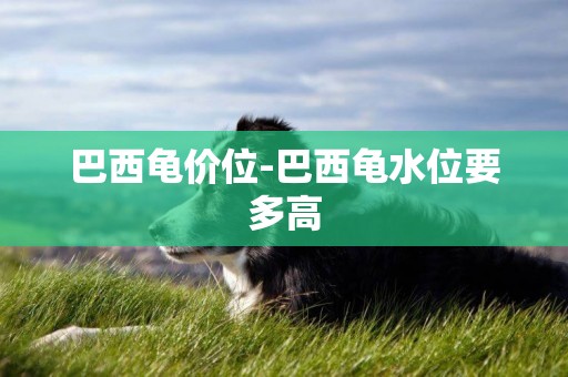 巴西龜價位-巴西龜水位要多高