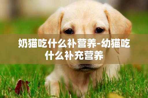 奶貓吃什么補營養-幼貓吃什么補充營養