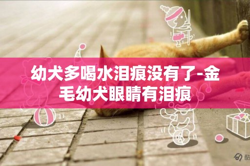 幼犬多喝水淚痕沒有了-金毛幼犬眼睛有淚痕