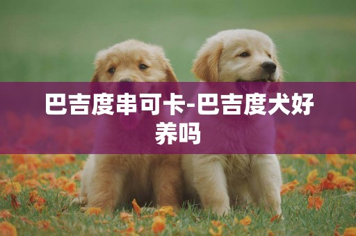 巴吉度串可卡-巴吉度犬好養嗎