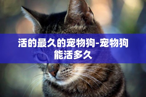 活的最久的寵物狗-寵物狗能活多久