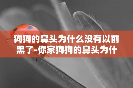 狗狗的鼻頭為什么沒有以前黑了-你家狗狗的鼻頭為什么不黑