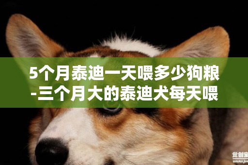 5個月泰迪一天喂多少狗糧-三個月大的泰迪犬每天喂多少狗糧