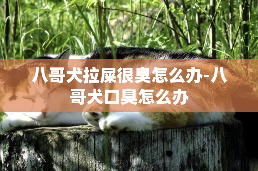 八哥犬拉屎很臭怎么辦-八哥犬口臭怎么辦