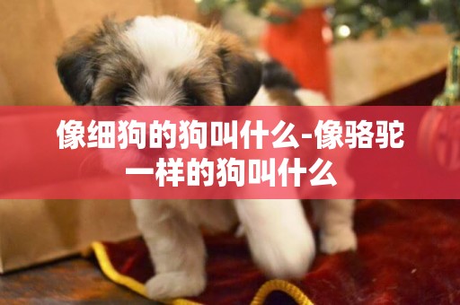像細狗的狗叫什么-像駱駝一樣的狗叫什么
