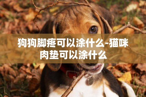 狗狗腳疼可以涂什么-貓咪肉墊可以涂什么