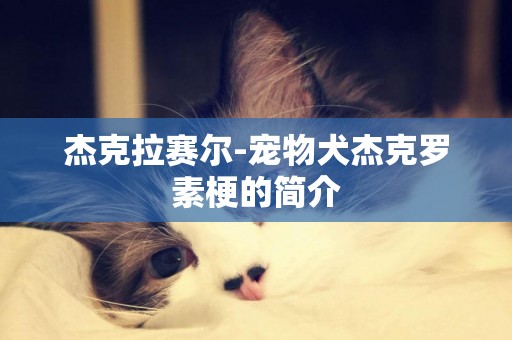 杰克拉賽爾-寵物犬杰克羅素梗的簡介