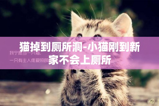 貓掉到廁所洞-小貓剛到新家不會上廁所