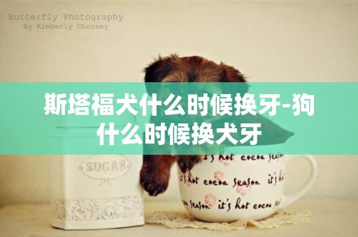 斯塔福犬什么時候換牙-狗什么時候換犬牙