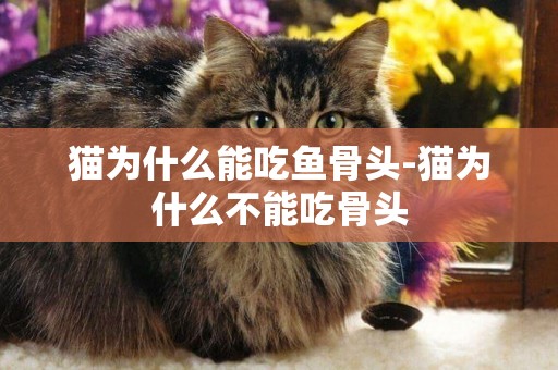 貓為什么能吃魚骨頭-貓為什么不能吃骨頭