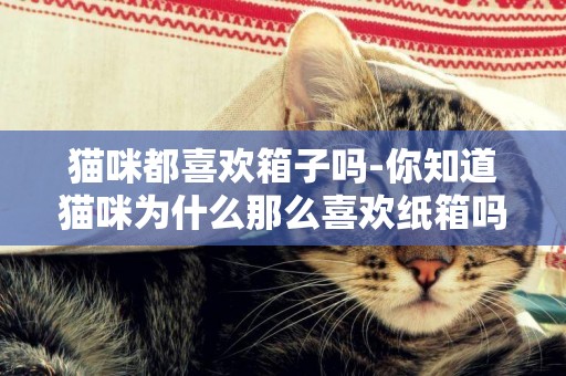 貓咪都喜歡箱子嗎-你知道貓咪為什么那么喜歡紙箱嗎