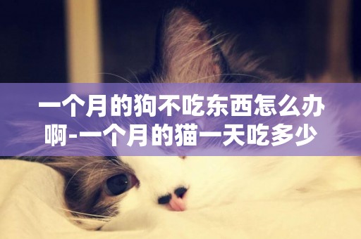 一個月的狗不吃東西怎么辦啊-一個月的貓一天吃多少東西怎么辦啊