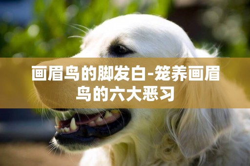 畫眉鳥的腳發白-籠養畫眉鳥的六大惡習