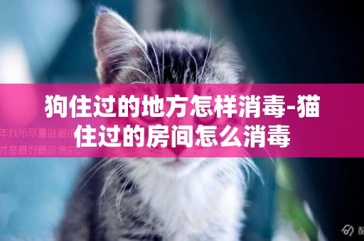 狗住過的地方怎樣消毒-貓住過的房間怎么消毒