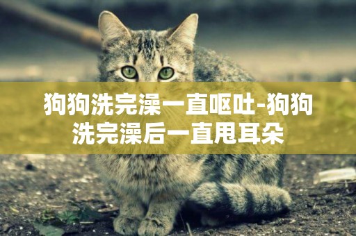 狗狗洗完澡一直嘔吐-狗狗洗完澡后一直甩耳朵